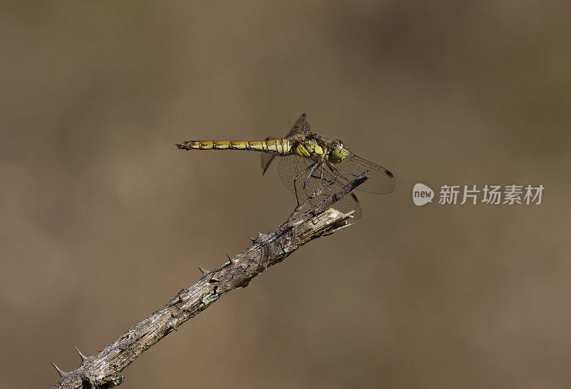 普通飞镖蜻蜓