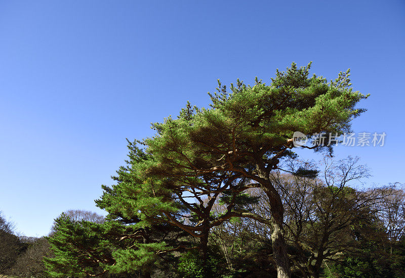 日本松树衬着晴空