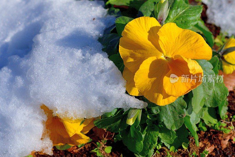 雪中的冬花:三色堇