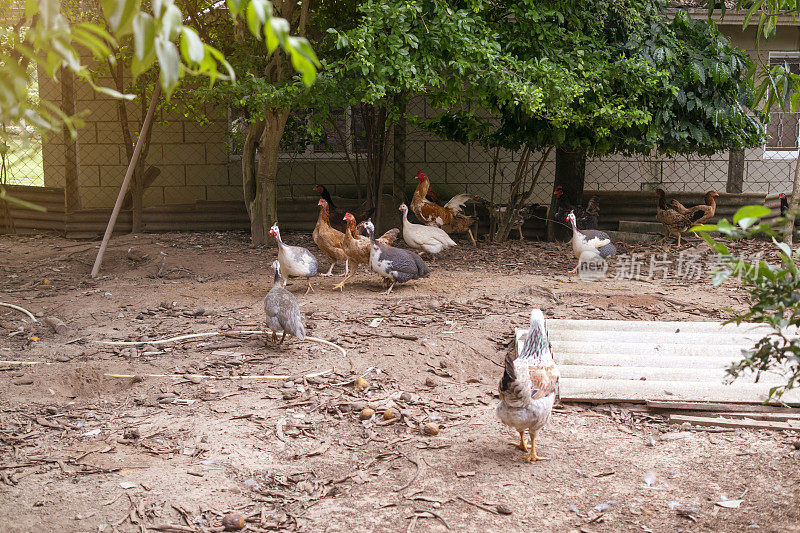 鸡在一个小农场。