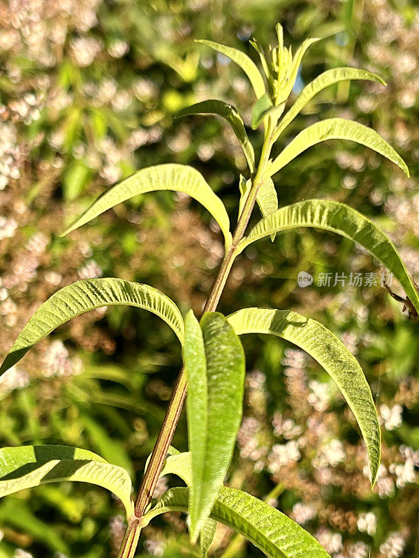 开花柠檬马鞭草灌木