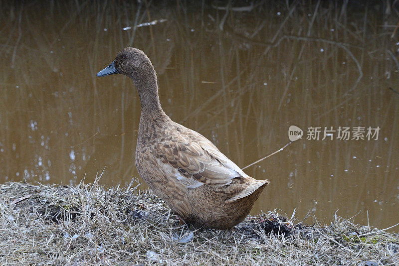 摇摇摆摆的杂交躲闪鸭