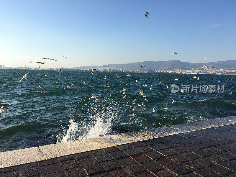 海鸥在海上飞翔