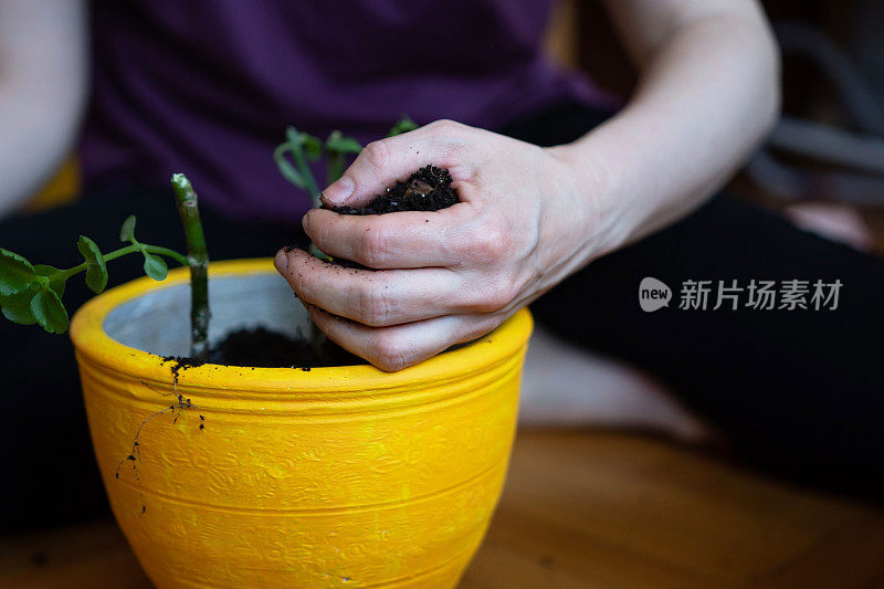 一个不认识的女人在盆栽室内植物