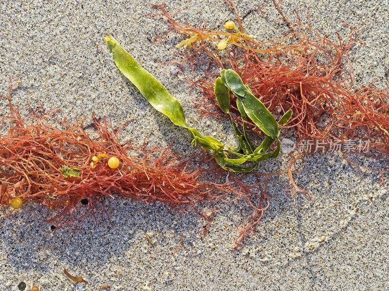 红海藻，红藻，或红藻，是最古老的真核藻类群之一，躺在佛罗里达海滩的沙滩上