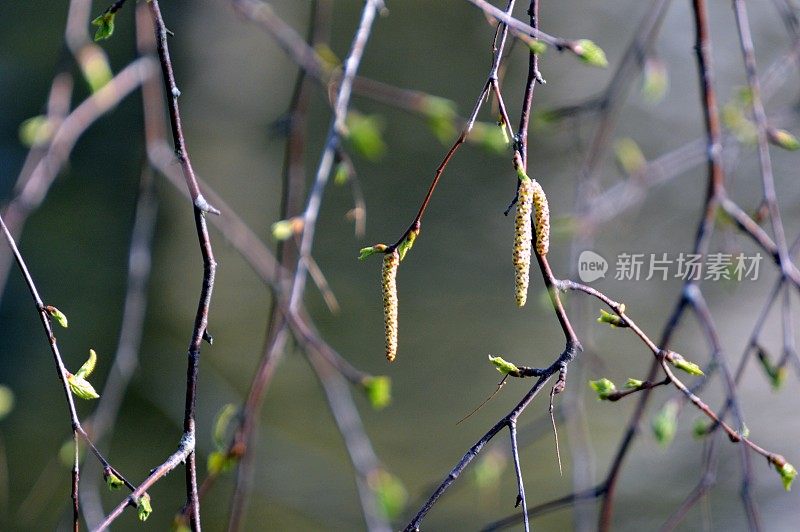 桦树花粉季节到了!