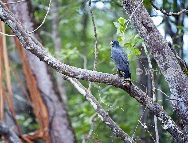 红树黑鹰站在树枝直立在塔克尔斯河，尼科亚湾，哥斯达黎加