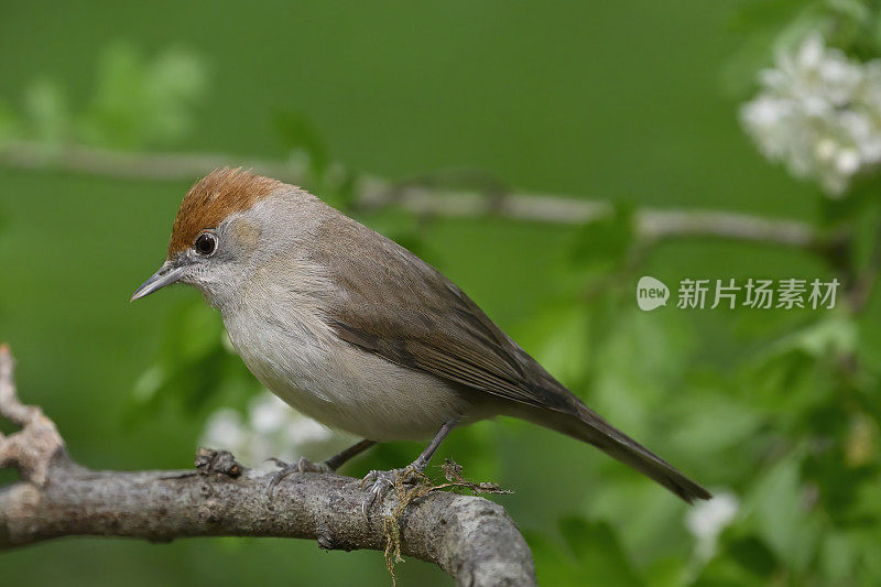 黑头莺(西尔维娅)