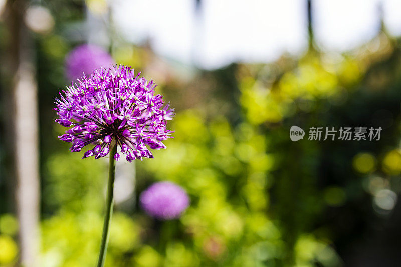 后院的紫色葱属植物