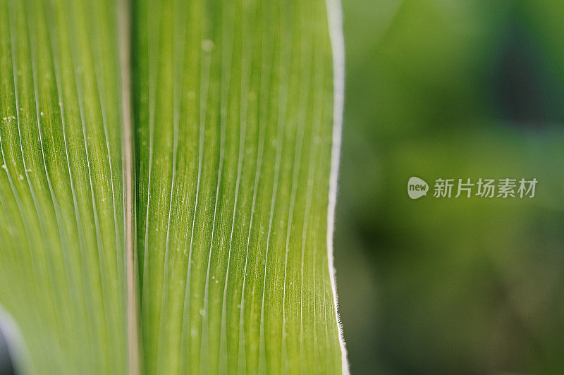 玉米植株叶子的特写