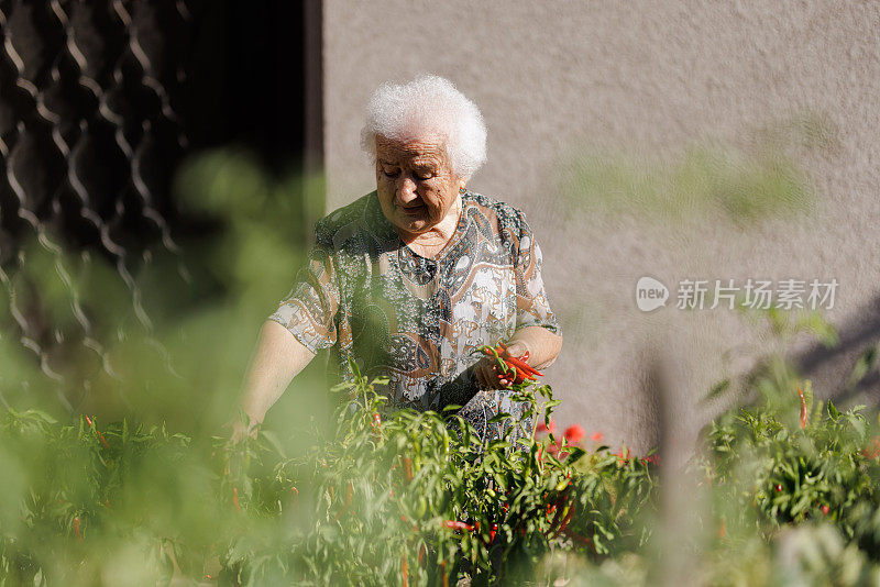 一位90岁的老妇人在她的花园里采摘辣椒