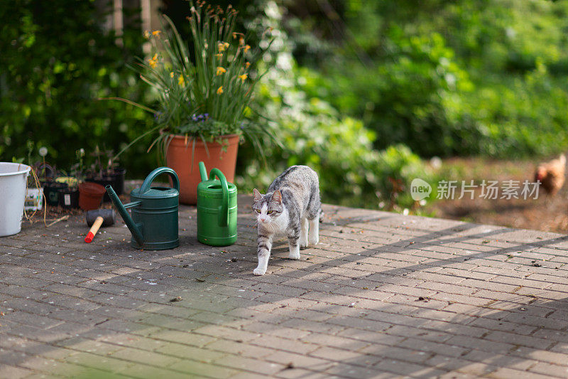 可爱的白斑虎斑猫在春天走在院子里