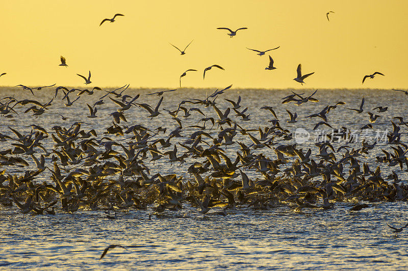 日落时分，一群海鸥坐在英吉利海峡