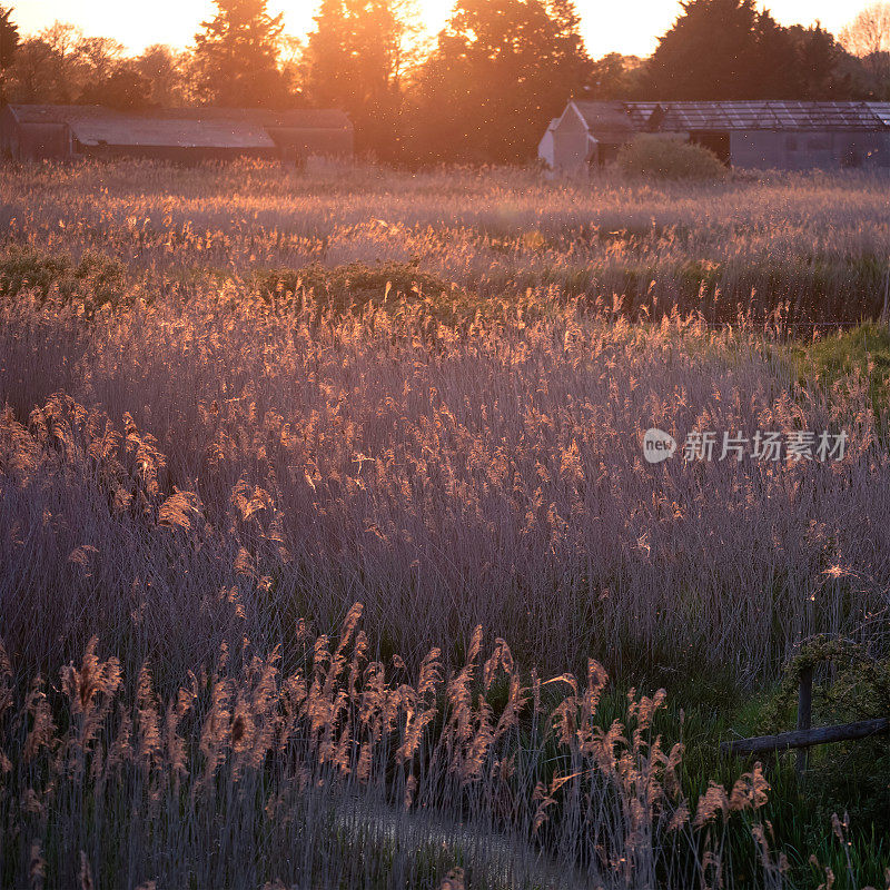令人惊叹的夏日氛围，在萨默塞特Levels湿地的芦苇床上，夕阳背光下的花粉和昆虫在空气中
