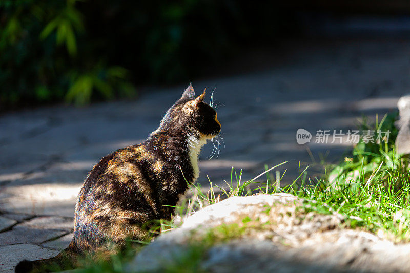 流浪猫，野猫