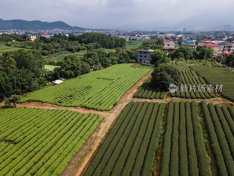 鸟瞰条纹绿茶园