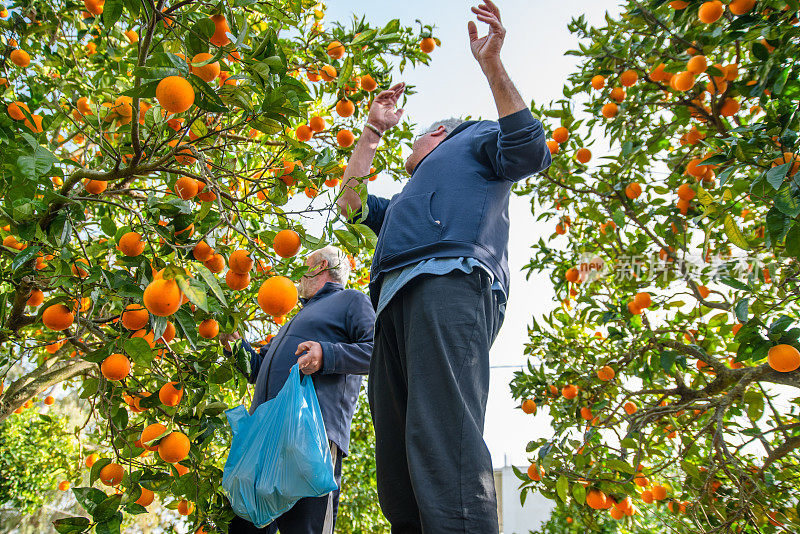 在希腊的有机果园里采摘橙子