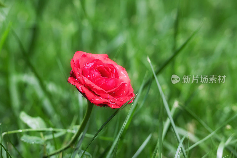 雨中的玫瑰