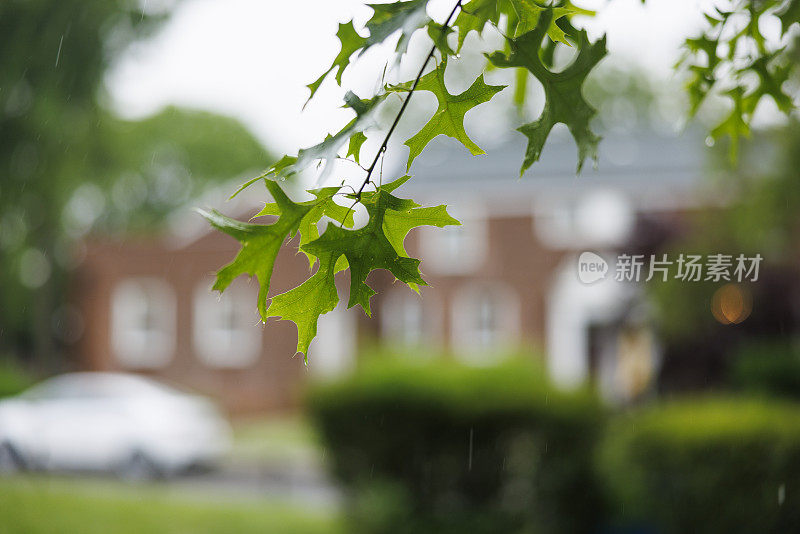 住宅区的夏雨。聚焦在树叶上，社区模糊在背景中。