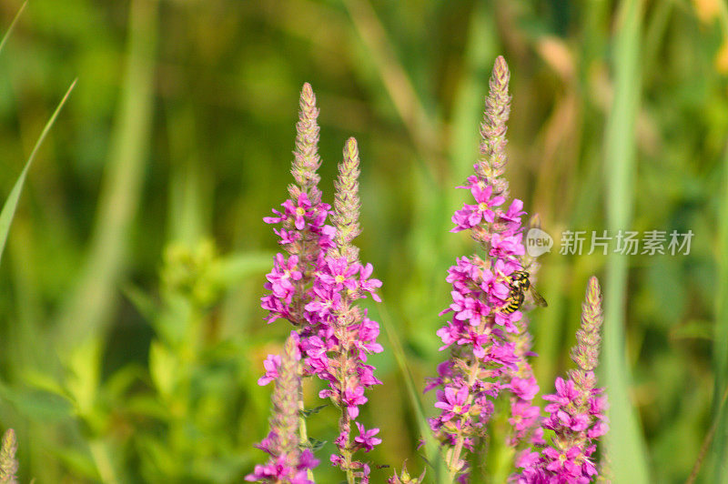 背景上模糊植物的紫色散裂花序的特写