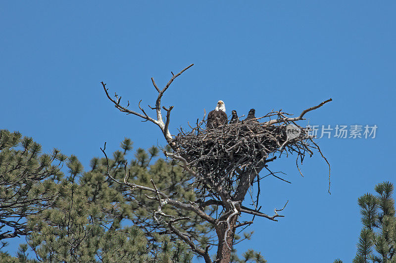 白头鹰和两只小鹰在高高的巢中，免受捕食者的伤害