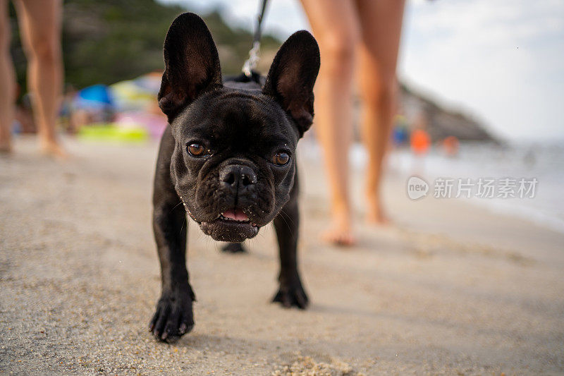 小法国斗牛犬在沙滩上享受夏日