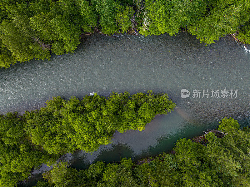 高角度的河流流过温带雨林