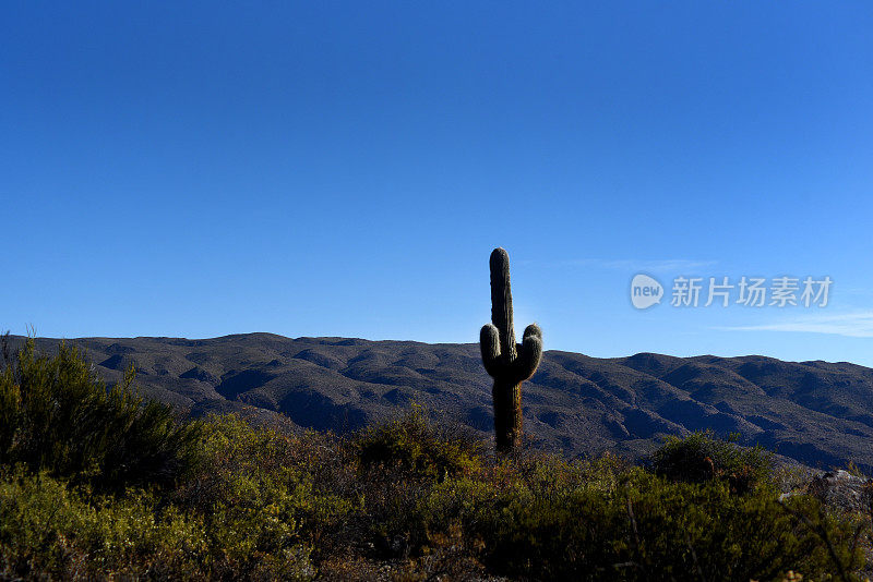 仙人掌景观