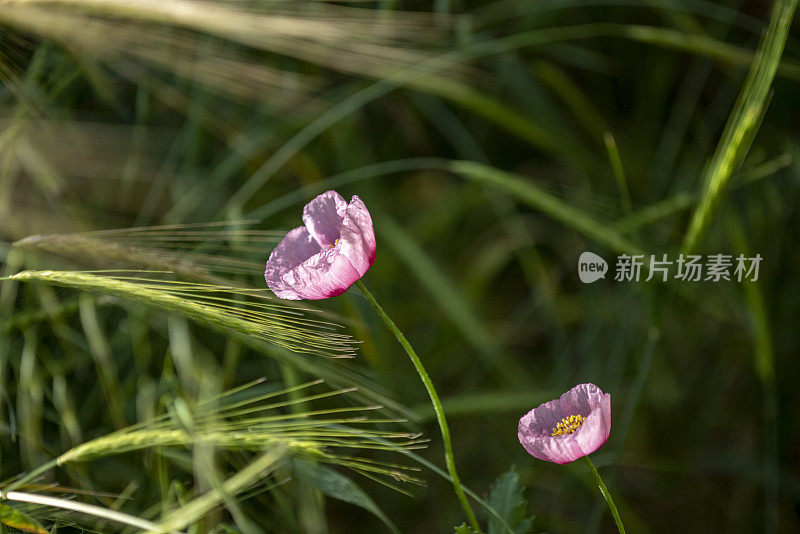 两个罂粟花与小麦茎和种子头在前景的侧视图