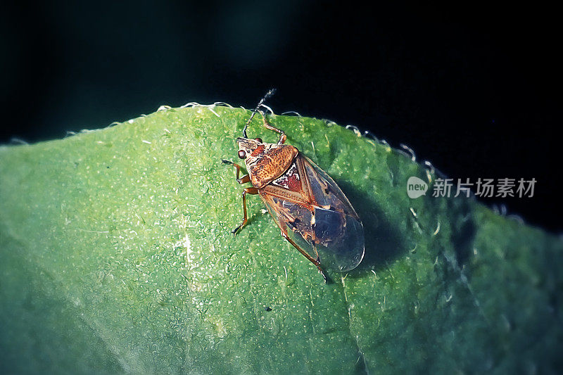 白桦柳絮虫昆虫