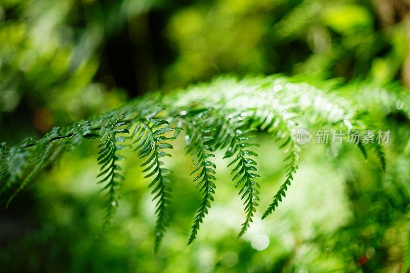 花园里美丽的蕨类植物叶子