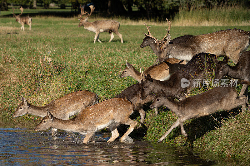 一群鹿在阳光明媚的日子里过河