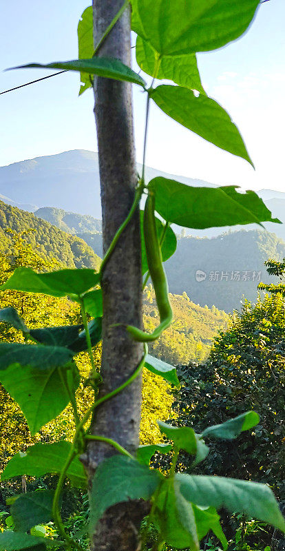 花园里树枝上的绿豌豆荚