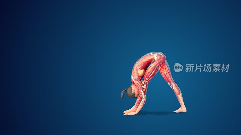 蓝色背景下的3D人体侧伸展瑜伽姿势