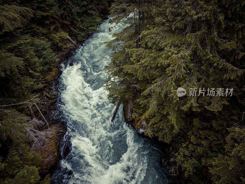 高角度的河流流过温带雨林