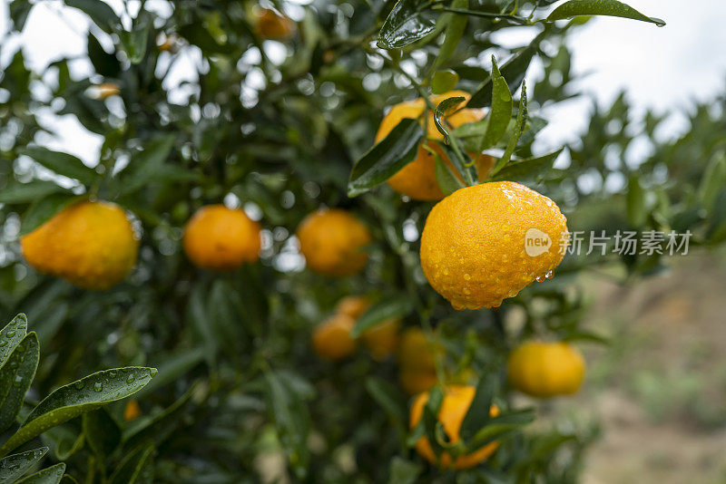 果园里成熟的橘子