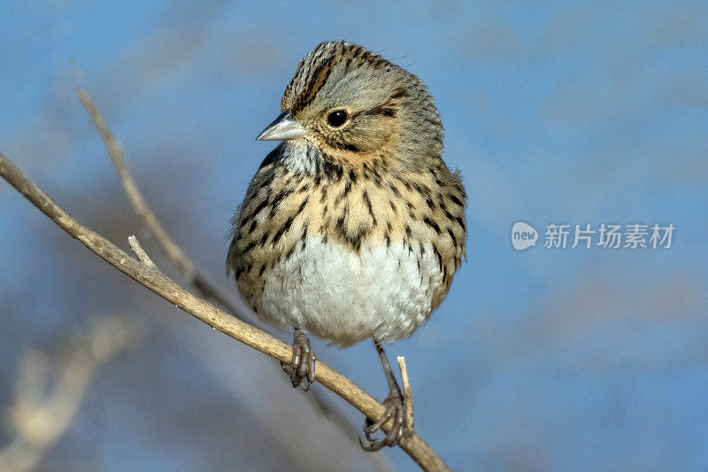 萨凡纳麻雀