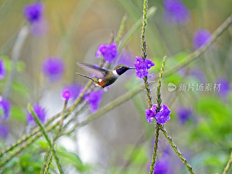 紫喉木星蜂鸟，蒙特维德，哥斯达黎加