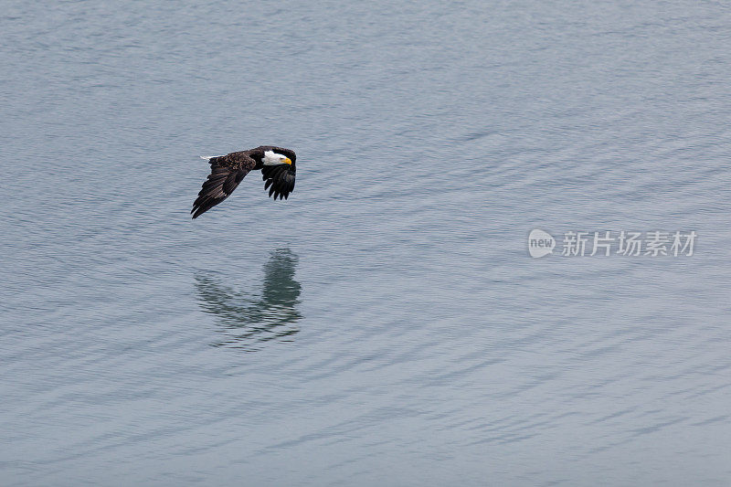 秃鹰飞过海洋