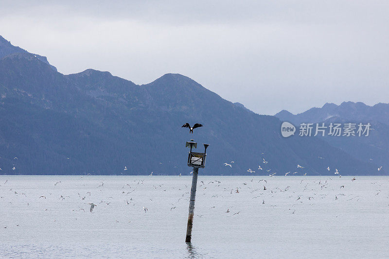 秃鹰飞过海洋