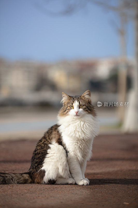 美丽的流浪猫在街上看着相机。