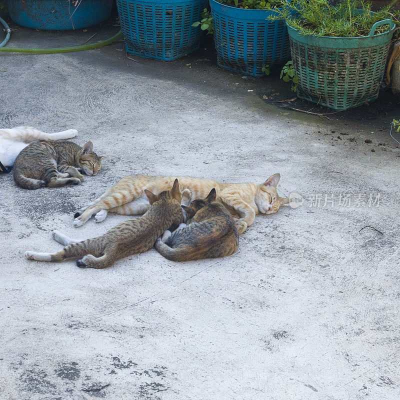 一群吸吮的小猫和躺着的猫妈妈