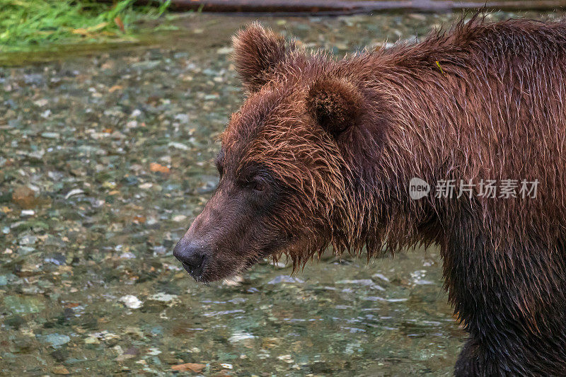 灰熊捕食鲑鱼