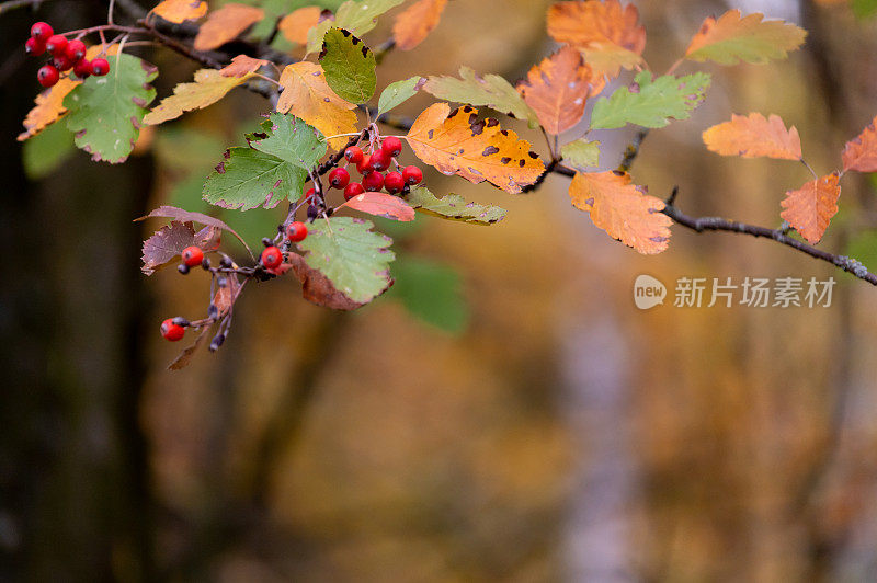 花楸在树枝上。