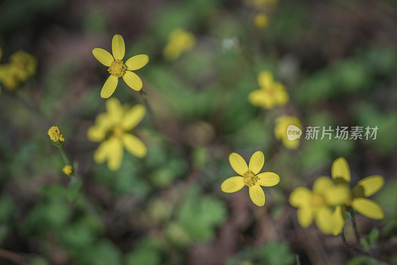 近距离观察大自然中美丽的黄色雏菊