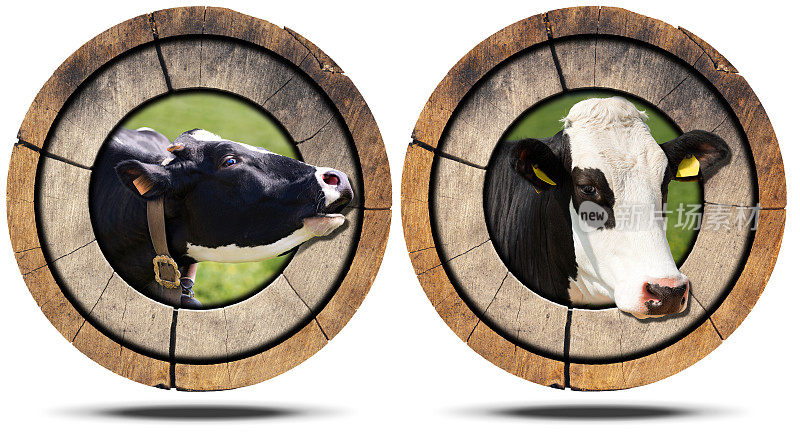 木制标志或图标与牛的头隔离在白色背景上