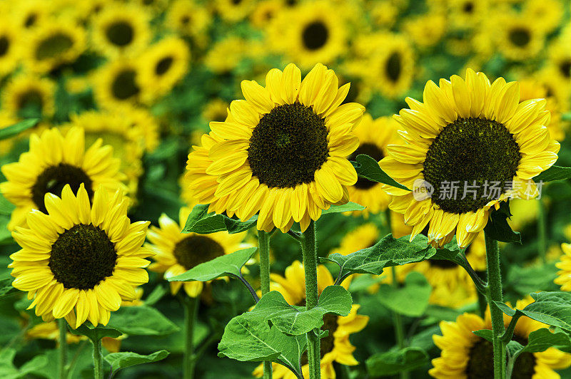 广阔的视野，巨大的向日葵生长在农场