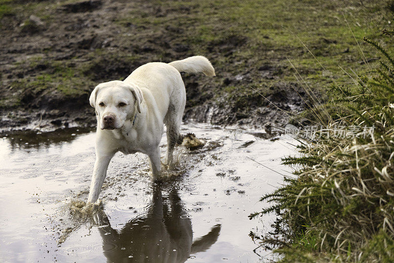 一只拉布拉多犬在乡间的水坑里戏水