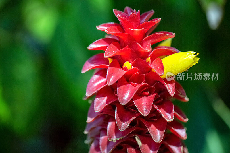 美丽的螺旋姜植物花，背景与复制空间