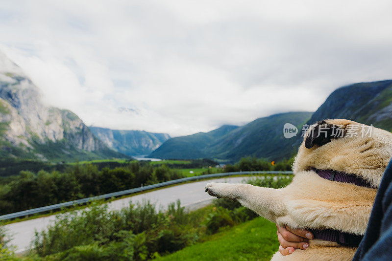 一只狗狗在挪威的夏日山景中看风景优美的道路